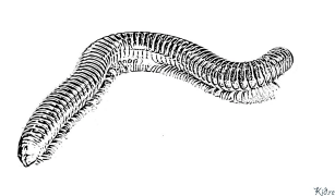 kentipede Bosib Chiqarish Uchun Bo'yash Sahifalari